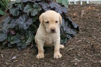 Puppies in PA